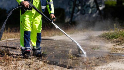 Eingeschleppte Plage tobt in Deutschland – „Superkolonien“ verursachen Stromausfälle