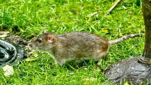 Mäuse übertragen Hantavirus – Gartenarbeit birgt Risiko