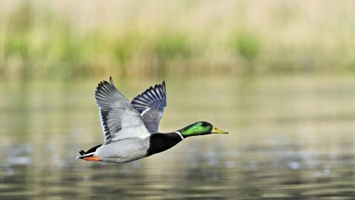 Ente