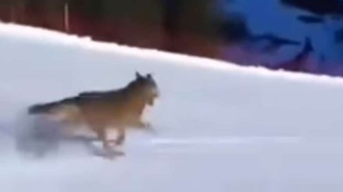 Skifahrer jagt Wolf über Piste – Video löst wilde Debatte in Italien aus
