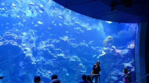 100 Jahre Steinhart Aquarium: Geldspender aus Bayern