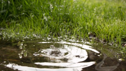 Regen im Garten: Sickergrube und Regentonne sind hilfreich