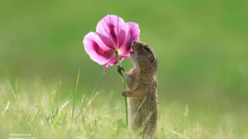 Jetzt noch schnell mitmachen: Der Fotowettbewerb für die witzigsten Wildtierfotos des Jahres startet