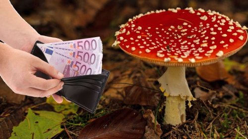 Ich habe 1500 € im Park gefunden – Das sagte die Polizei zum geheimen Geldversteck