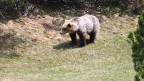 Bärenbegegnung in beliebten Italien-Nationalpark: Urlauber flüchtet in Panik auf Hüttendach