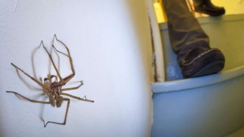 Spinnen-Fund im Kleiderschrank: NABU bestätigt, welche Art sich da breitgemacht hat