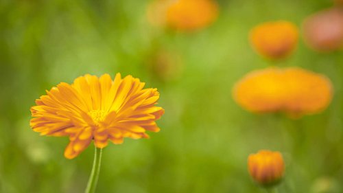 Spätsommer: Diese Sommerblumen jetzt fürs nächste Jahr säen