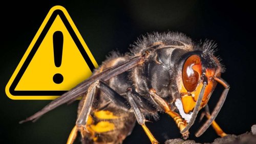 Wieso die Gefahr der Asiatischen Hornisse schlimmer ist als gedacht