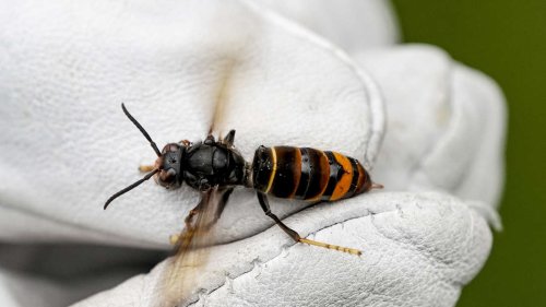 7 giftige Insekten, die dir deinen Badeausflug versauen können