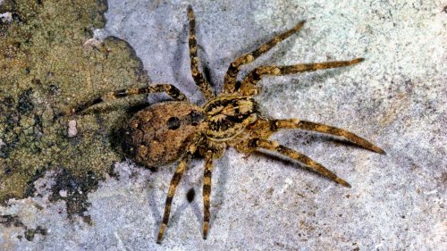 Nosferatu-Spinne nicht nur in NRW: Nur ein Bundesland bleibt verschont