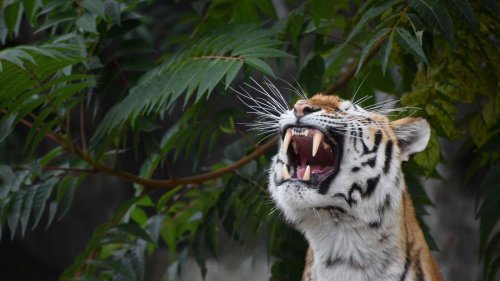 Tiger greift Pflegerin (33) in NRW-Tierpark an – Rettungshubschrauber im Einsatz