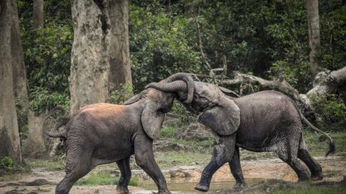 Waldelefanten – die tierisch guten Klimaschützer