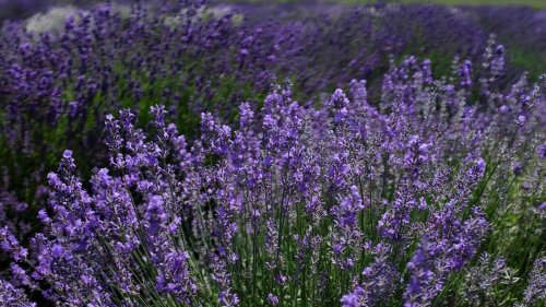 Ratgeber für prächtigen Lavendel: Anpflanzen, pflegen, schneiden – so geht‘s