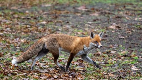 Vogelgrippe-Virus in Deutschland bei Füchsen nachgewiesen