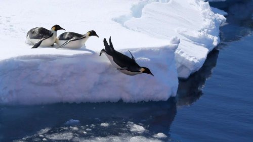 Umweltschützer: Kaum Fortschritte bei Antarktis-Tagung