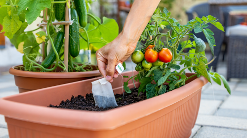 Vom Müll zum Gartenwunder: Dieser Alltagsabfall lässt deine Tomaten- und Gurkenpflanzen sprießen