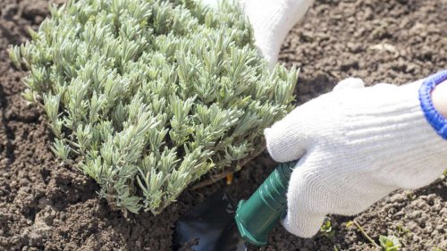 Lavendel pflanzen: Wann und wo das Duftkraut am besten ins Beet kommt