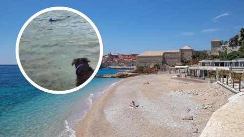 Mittelmeer in Kroatien: Hund bellt vermeintlichen Hai an – dabei filmt Besitzerin sogar ein seltenes Tier