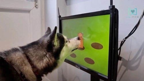 Unternehmen entwickelt „Playstation“ für Hunde - Zocken soll gegen Altersdemenz helfen