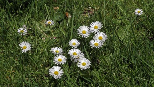 Alarmzeichen im Garten – warum man bei Gänseblümchen im Rasen handeln sollte