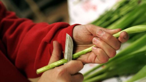 Sollten wir Blumen immer schräg anschneiden?