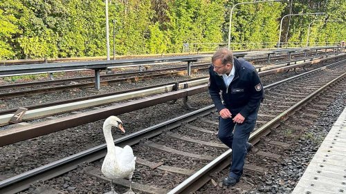 Schwan legt Hamburger U-Bahnlinie lahm: Schwanenvater rettet