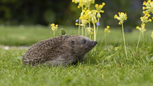 Brauchen Igel nach dem Winterschlaf Hilfe? Expertin weiß, was zu tun ist