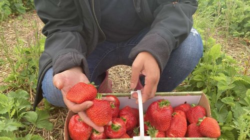 Erntezeit ändert sich wegen dem Klimawandel