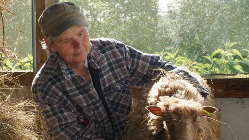 Wolf soll in Hessen zugeschlagen haben – 14 Schafe und Ziegen fehlen nun