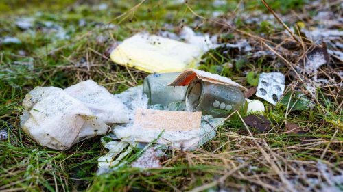 Gesundes Grün erhalten: 5 Tipps für Wald-Besucher