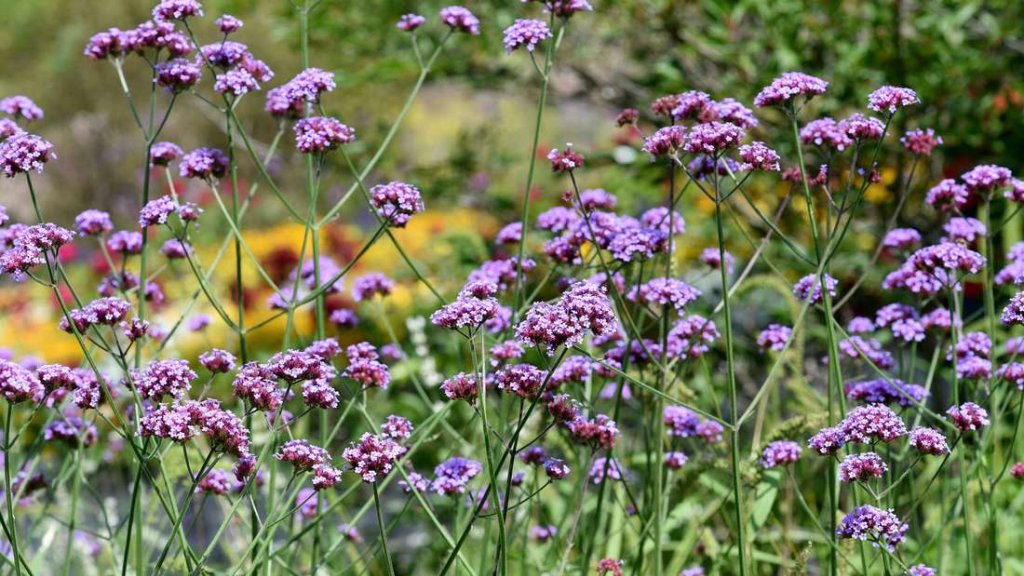 Garten - cover