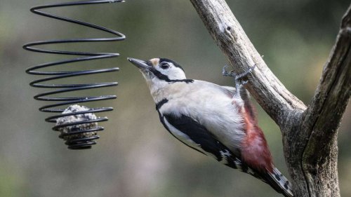 Vögel füttern kann teuer werden