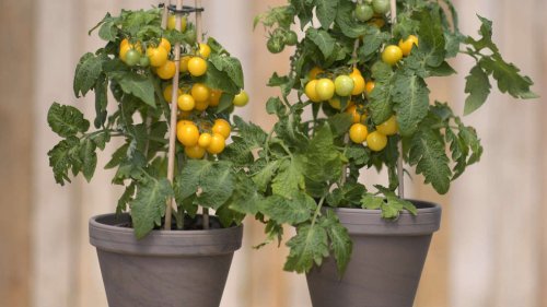 Tomaten im Topf anbauen: Der Standort ist entscheidend