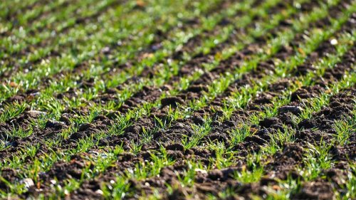 25 Lebensmittel, die im Frühling besonders frisch und lecker sind