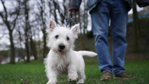 Teuerste Hundesteuer: Stadt in Rheinland-Pfalz ist Spitzenreiter