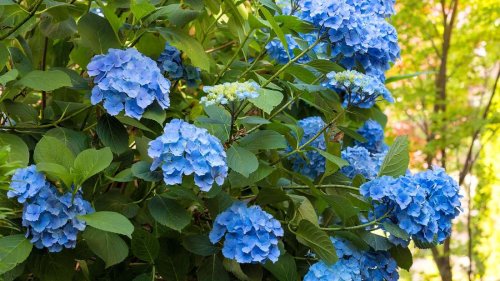 Um Hortensien schön blau zu bekommen, hilft Essigwasser
