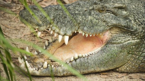 Beim Schnorcheln attackiert: Australier befreit seinen Kopf aus Krokodil-Kiefer