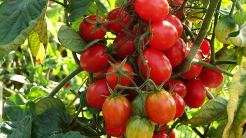 Gestresste Tomaten: Pflanzen können weinen – und Tiere hören sie wahrscheinlich