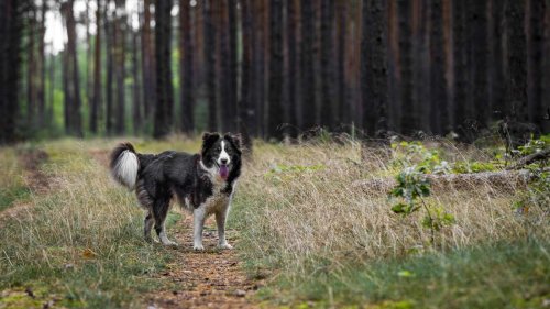 Gefahr im Wald: Dürfen Jäger frei laufende Hunde erschießen?