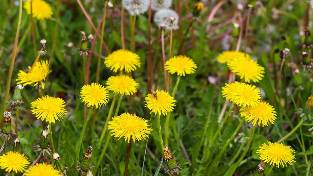 Löwenzahn im Rasen: Drei Methoden, um das Unkraut auf Dauer loszuwerden