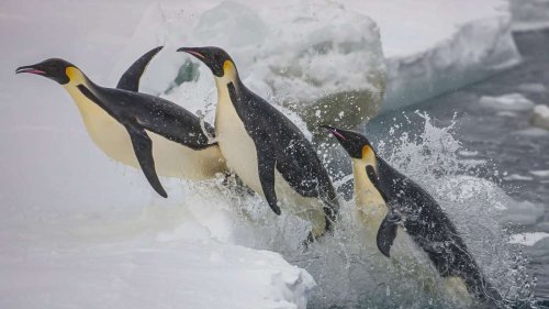 Von fliegenden Pinguinen und fleißigen Felsenputzern