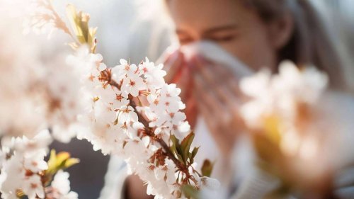 DWD ruft höchste Pollen-Warnstufe aus: Wo allergische Menschen jetzt besonders aufpassen müssen