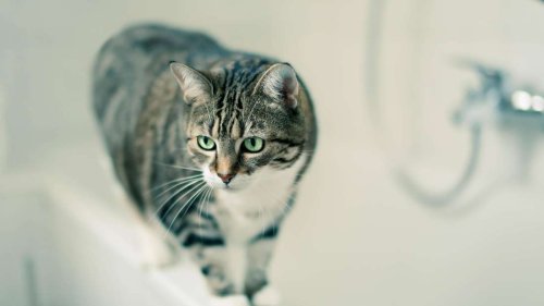 Warum Katzen uns ständig verfolgen – sogar bis auf die Toilette