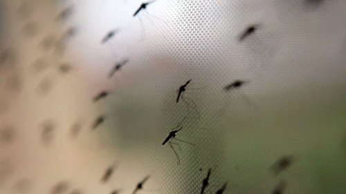 Reisemediziner warnen vor Malaria in Namibia