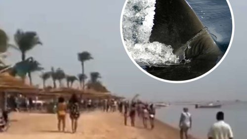 Attacke an Urlaubsstrand in Ägypten – Touristen rennen aus dem Meer, Hai erwischt Frau