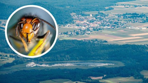 Österreichische Reiseregion warnt vor invasiver Insektenart – Experte alarmiert auch Menschen