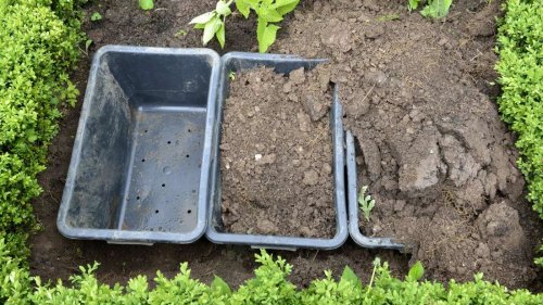 Wurzelsperre im Garten: Für welche Pflanzen die Methode sinnvoll ist