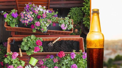 Bier nicht wegschütten: Hausmittel bewirkt wahre Wunder bei Pflanzenwachstum