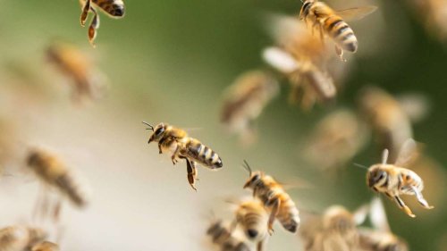 Schweizer Forscher schlägt Bienen-Alarm: „Ohne Maßnahmen sind alle Völker in zwei Jahren tot“