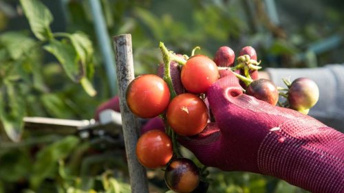 Spätsommer: Das Ausgeizen der Tomaten lohnt sich weiterhin